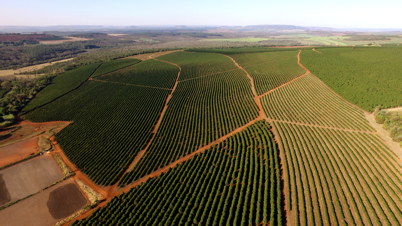 Marcilla Fotografía de campos de café tomada desde el aire.