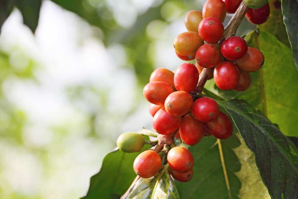 Aunque no se conservan documentos escritos, sabemos que la historia del café se remonta a la región de la actual Etiopía, en África.