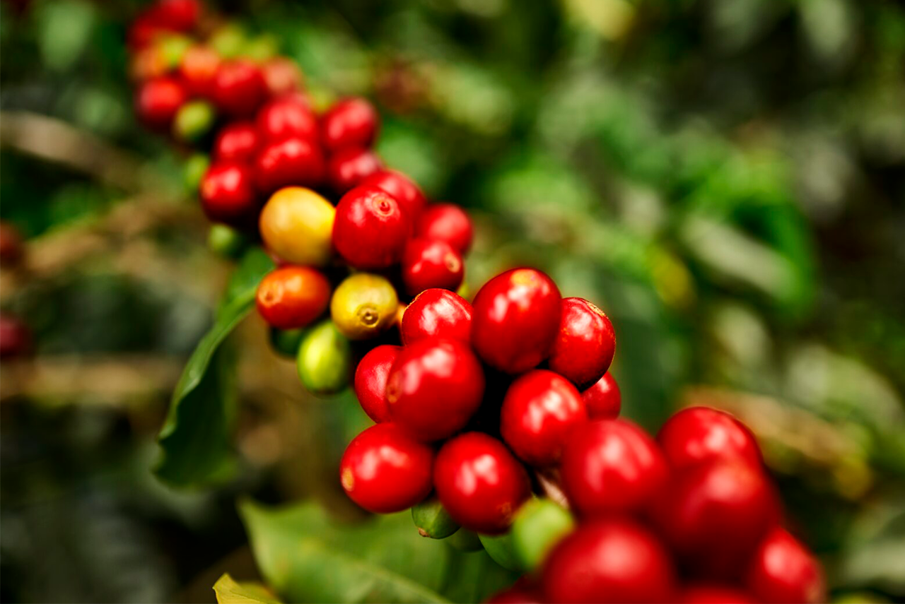Marcilla Colombia está hecho únicamente con granos de café 100% arábica